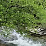 бели вит